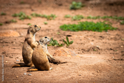 Prairie dog at Wichita mountains state park, Oklahoma