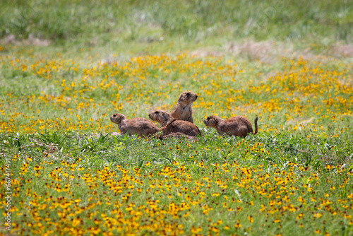 Prairie dog at Wichita mountains state park, Oklahoma photo