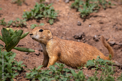 Prairie dog at Wichita mountains state park, Oklahoma