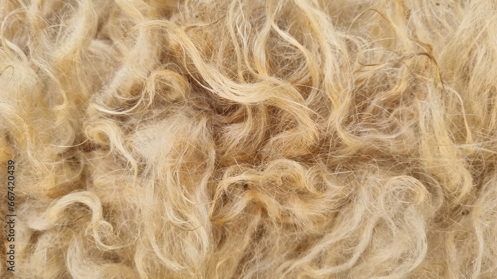 Fototapeta premium hair of a fur