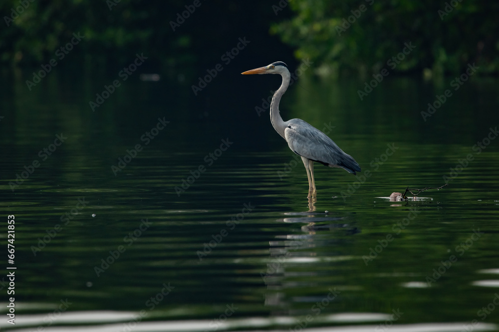 A grey heron ardea cinerea perching on a shallow water, with natural bokeh background and reflection A grey heron ardea cinerea perching on a shallow water, with natural bokeh background and reflection