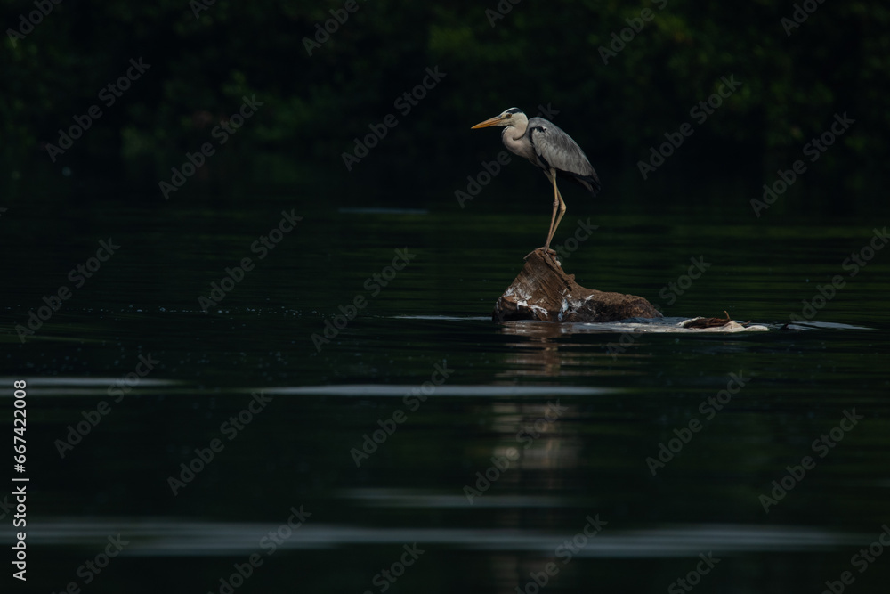 Obraz premium A grey heron ardea cinerea perching on a shallow water, with natural bokeh background and reflection