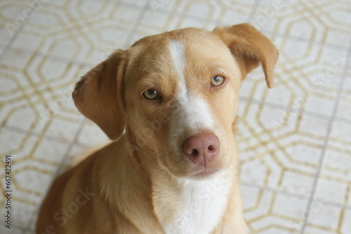 Perro lindo