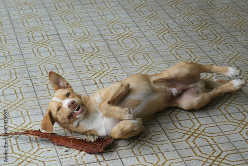 Perro mascota