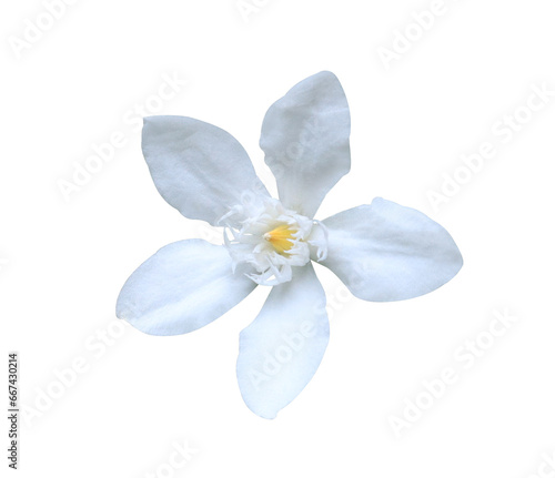 Cape Jasmine or Cape Gardenia flowers. Close up white small flower isolated on transparent background.