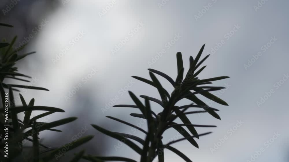 Extreme close up static shot of a branch of a fir tree as it blows in the wind providing a cool and wintry atmosphere in a cool and dreary weather Extreme close up static shot of a branch of a fir tree as it blows in the wind providing a cool and wintry atmosphere in a cool and dreary weather