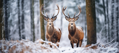 Two majestic reindeer or caribou standing together in the deep arctic winter pine forest with snowflakes. Generative AI.