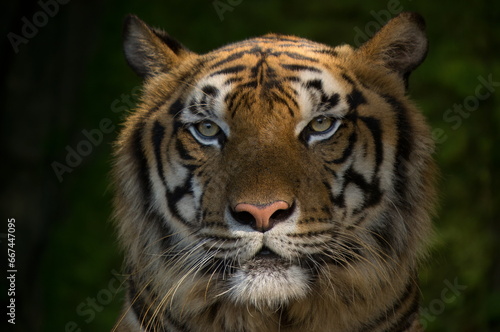 Portrait of a tiger © artiscn88