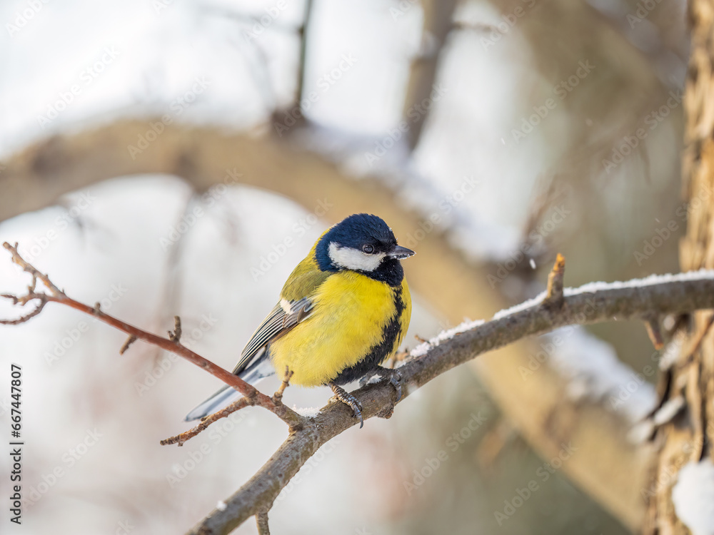 Cute bird Great tit, songbird sitting on a branch without leaves in the autumn or winter. Cute bird Great tit, songbird sitting on a branch without leaves in the autumn or winter.