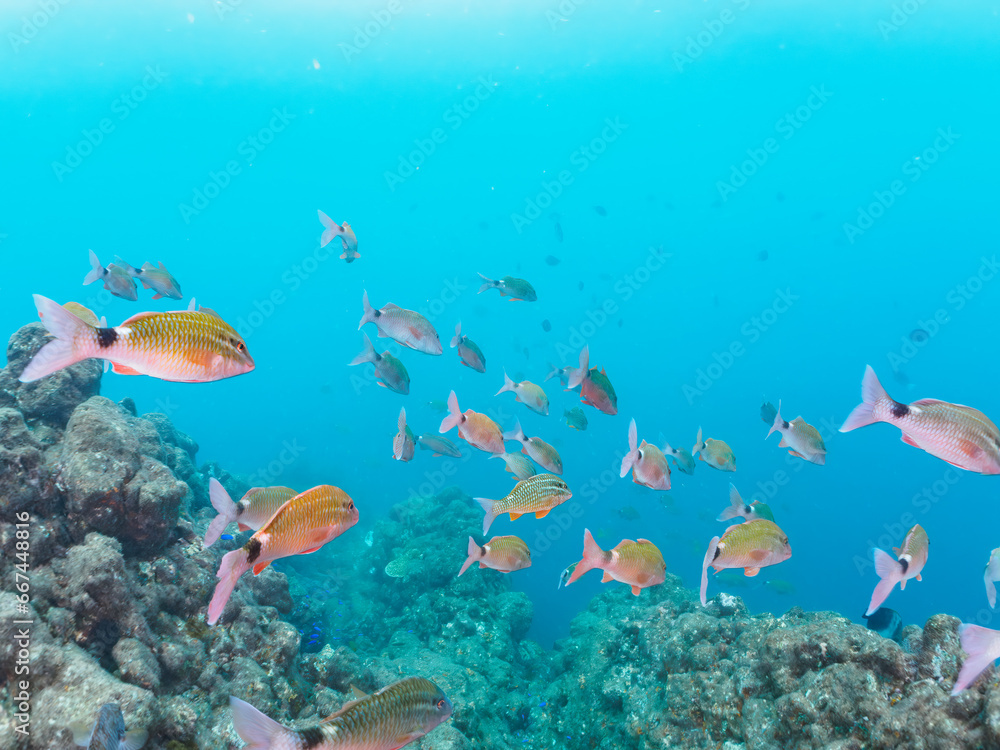 Fototapeta premium ヒリゾ浜の美しいアカヒメジ、ホウライヒメジ（ヒメジ科）、オヤビッチャ（スズメダイ科）他の群れ。静岡県伊豆半島賀茂郡南伊豆町中木から渡し船で渡るヒリゾ浜にて。 2023年10月22日水中撮影。A school of the Beautiful Yellowfin goatfish and Whitesaddle goatfish and Sergeant Major and others. 