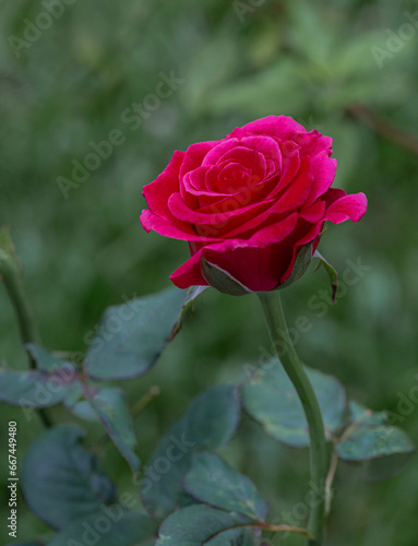 Close- up red roses are starting to bloom.