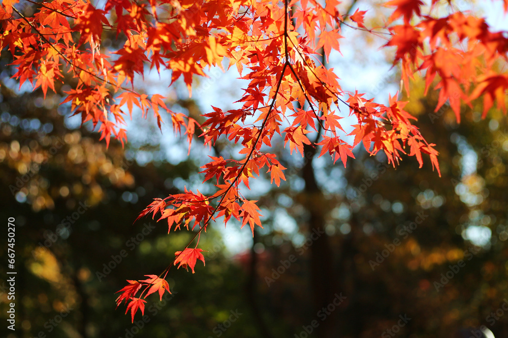red maple leaves in fall at Morris Arboretum of the University of Pennsylvania, Chestnut Hill, Philadelphia, Pennsylvania red maple leaves in fall at Morris Arboretum of the University of Pennsylvania, Chestnut Hill, Philadelphia, Pennsylvania