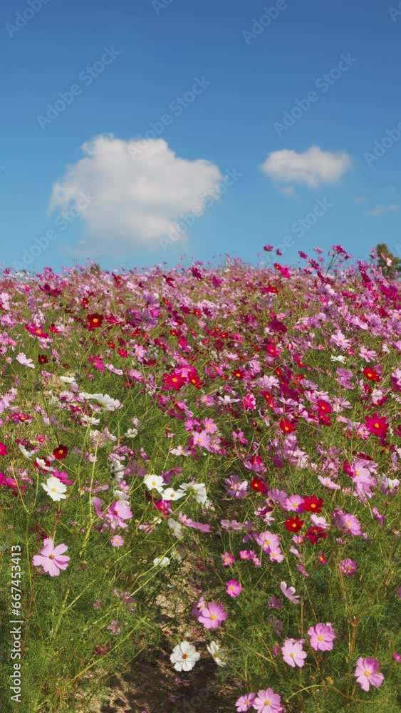 コスモスの花が風にゆれる秋の風景 縦型動画 コスモスの花が風にゆれる秋の風景 縦型動画
