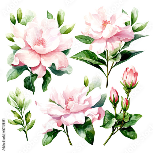 Fototapeta Naklejka Na Ścianę i Meble -  Set of vector pink flowers gardenias