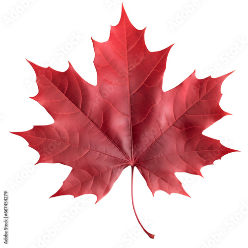 red sugar maple leaf leaves plant nature foliage stalk green tree transparent background cutout
