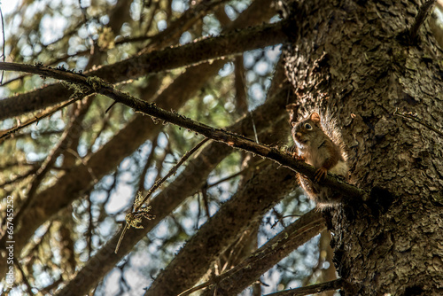 American red squirrel Tamiasciurus hudsonicus pine squirrel or chickaree scavenges on a trail through La Mauricie Quebec photo