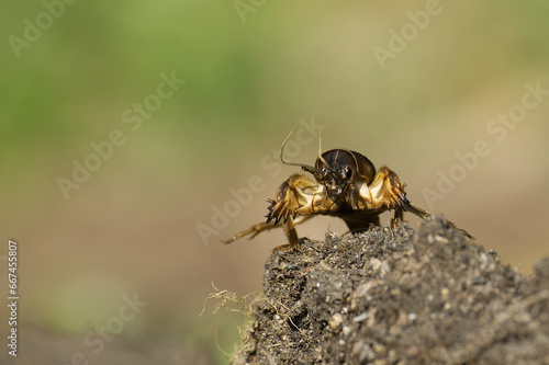 European mole cricket (Gryllotalpa gryllotalpa) © NetPix