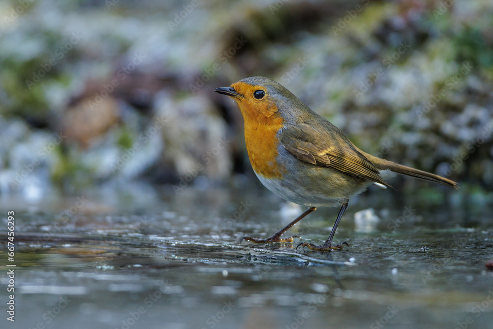 Fototapeta premium Rotkehlchen (Erithacus rubecula)