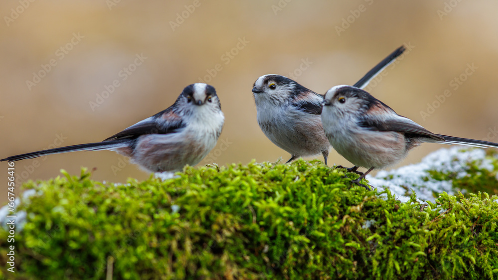 Obraz premium Schwanzmeise (Aegithalos caudatus)