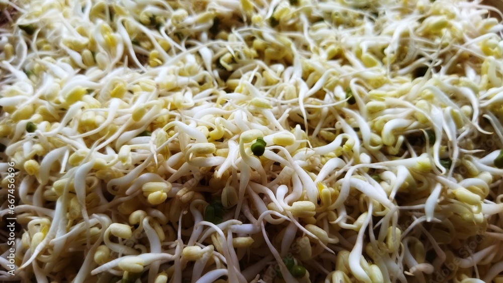 Close up view vast hold fresh Bean kecambah sprout or tauge or toge or taoge from mung beans. Common in Eastern Asian cuisine, from sprouting beans. Deep of field pile of bean sprouts pattern isolated