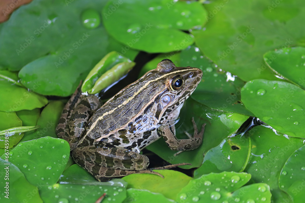植物の葉の上で休むトノサマガエル