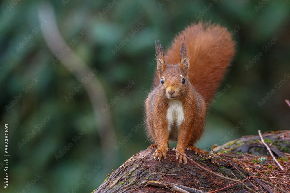 Eichhörnchen (Sciurus vulgaris) Eichhörnchen (Sciurus vulgaris)