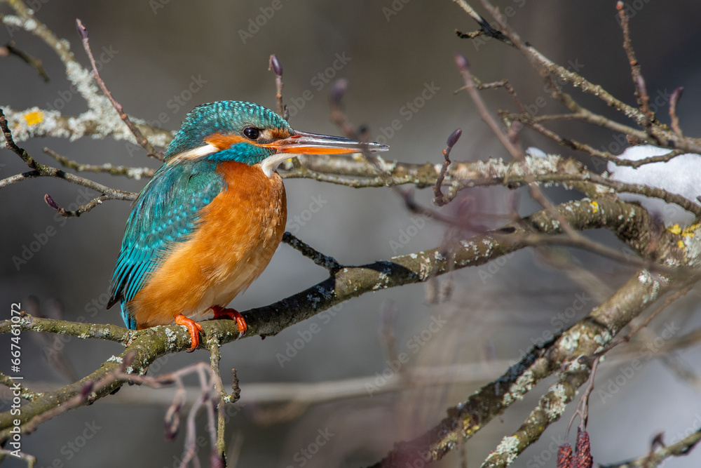Eisvogel (Alcedo atthis) Weibchen Eisvogel (Alcedo atthis) Weibchen