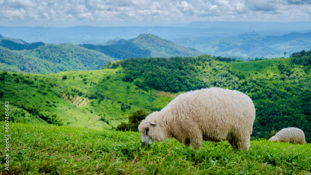 sheeps at a sheep farm in Chiang Rai Northern Thailand Doi Chang mountains sheeps at a sheep farm in Chiang Rai Northern Thailand Doi Chang mountains