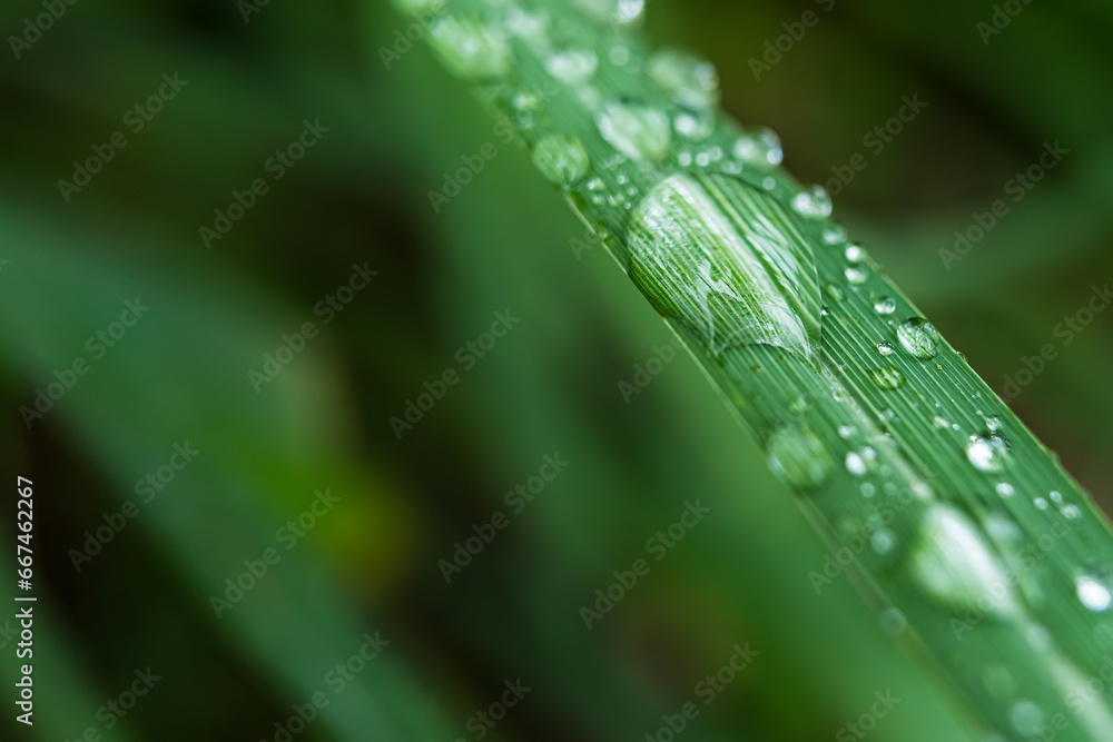 Clear raindrops on the green grass after the rain in the daytime. Photo for wallpaper and background. Nature photo looks nice and refreshing. Clear raindrops on the green grass after the rain in the daytime. Photo for wallpaper and background. Nature photo looks nice and refreshing.