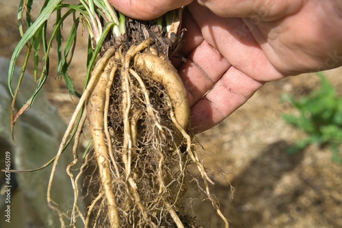 The freshly harvest tubers of Microseris Lanceolata or Yam Daisy a bush food used by the First Australians as part of their Paleo diet