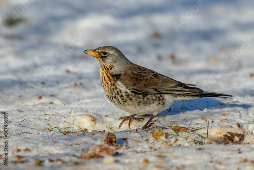 Wacholderdrossel (Turdus pilaris)