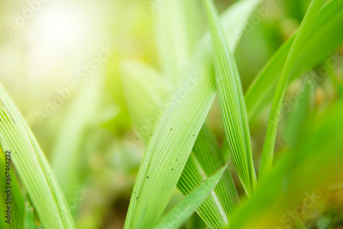 Green leaves in the garden in summer on a blurred background. Natural green leaf plant can be used for green environment ecology and wallpaper about nature