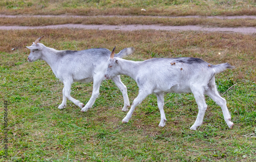 Goats graze in the grass in the pasture Goats graze in the grass in the pasture