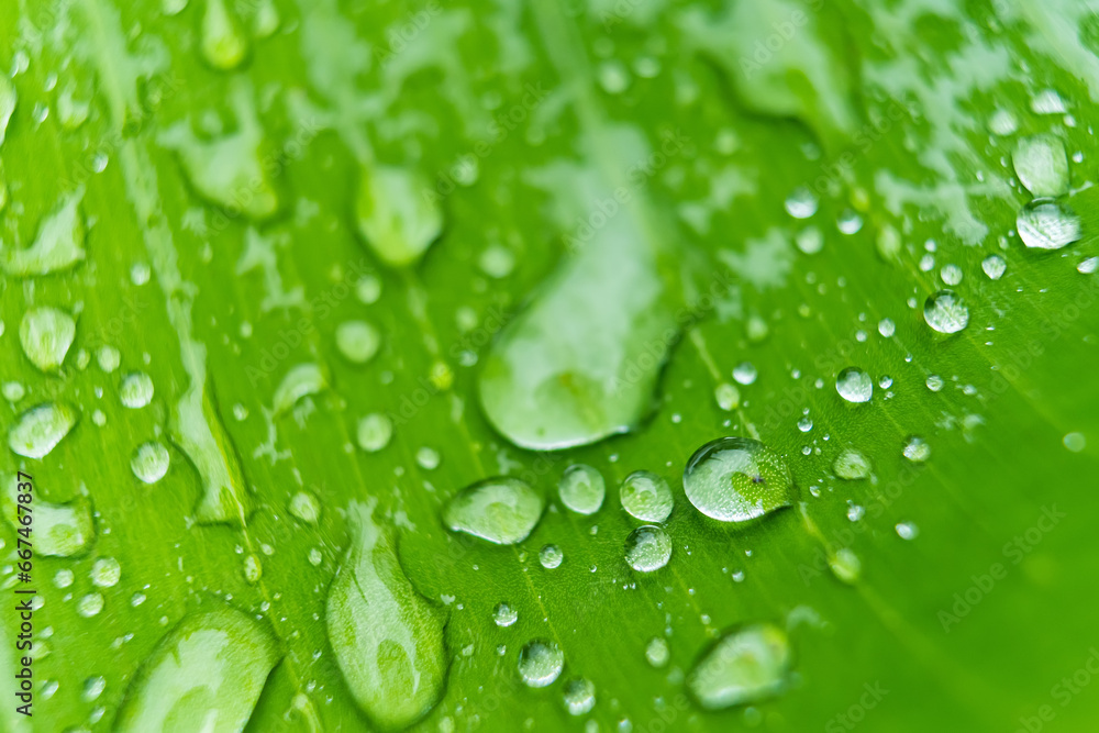 Macro closeup of Beautiful fresh green leaf with drop of water after the rain in morning sunlight nature background. Macro closeup of Beautiful fresh green leaf with drop of water after the rain in morning sunlight nature background.