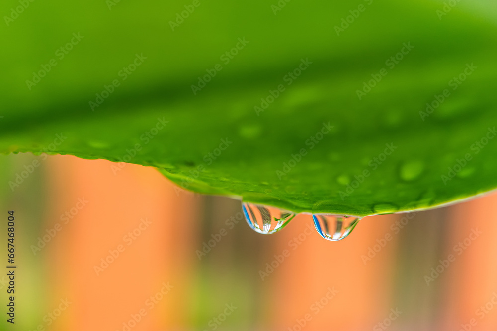 Fototapeta premium Macro closeup of Beautiful fresh green leaf with drop of water after the rain in morning sunlight nature background.