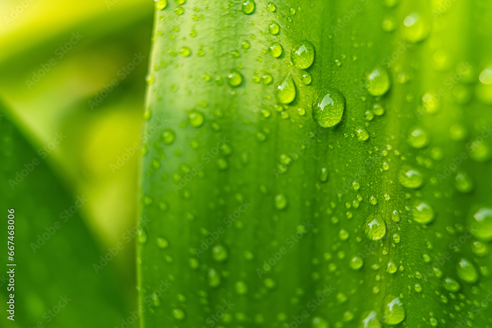 Macro closeup of Beautiful fresh green leaf with drop of water after the rain in morning sunlight nature background.