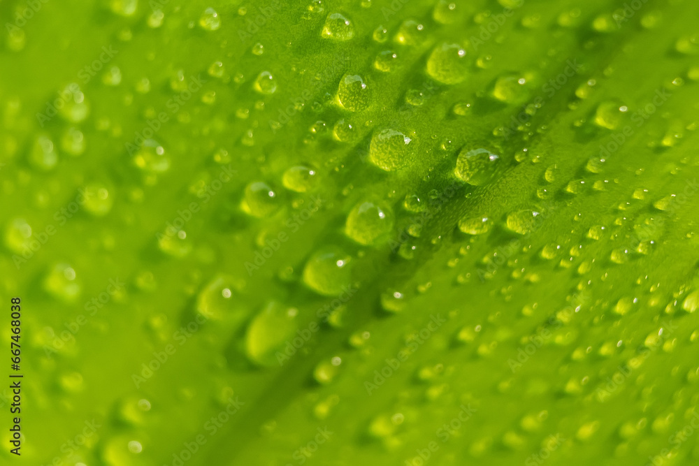 Macro closeup of Beautiful fresh green leaf with drop of water after the rain in morning sunlight nature background. Macro closeup of Beautiful fresh green leaf with drop of water after the rain in morning sunlight nature background.