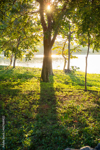 Big trees in a lush park Sunshine and lake background