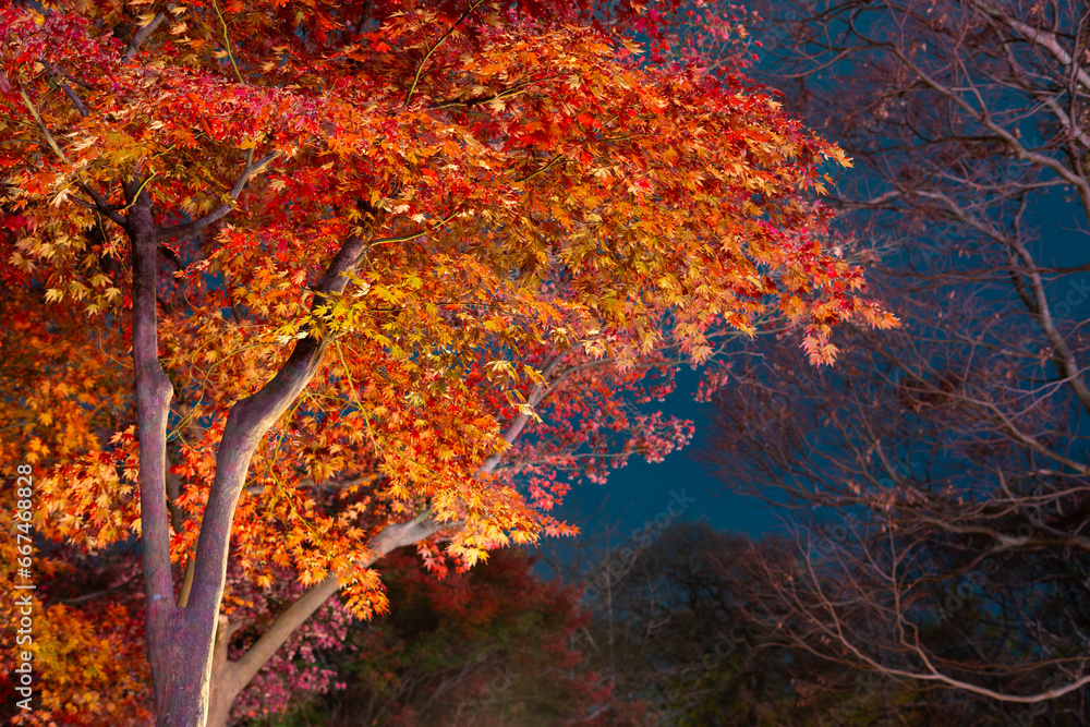 Night view of Gyerim forest autumn maple in Gyeongju, Korea