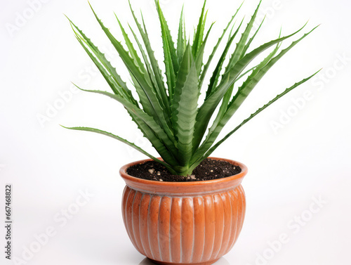 Aloe Vera Plant Studio Shot Isolated on Clear Background, Generative AI