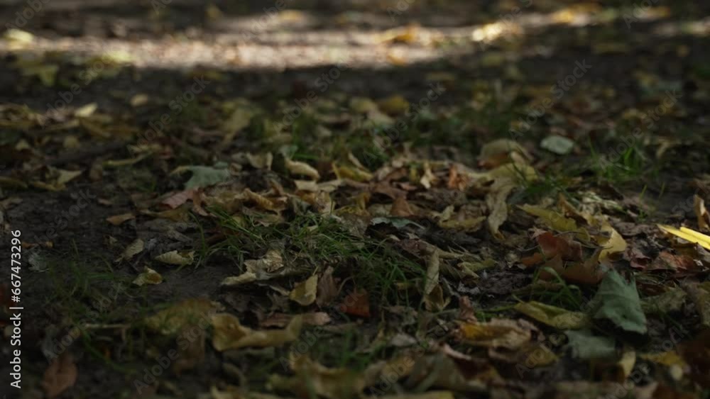 Leaves On Ground slow motion Leaves On Ground slow motion