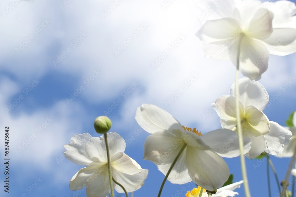 Obraz premium brilliant fresh white flowers flow into blue sky and soft clouds with copy space