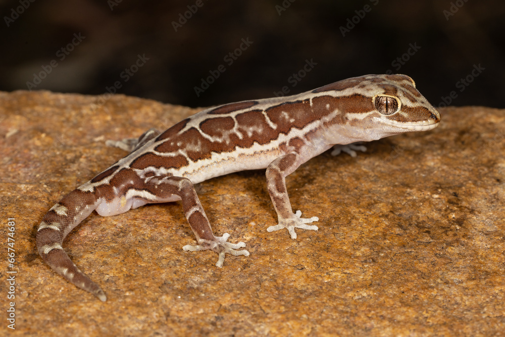 Close up of Australian Box Patterned Gecko Close up of Australian Box Patterned Gecko