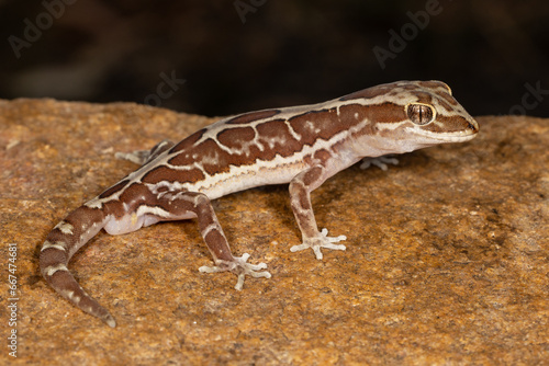 Close up of Australian Box Patterned Gecko