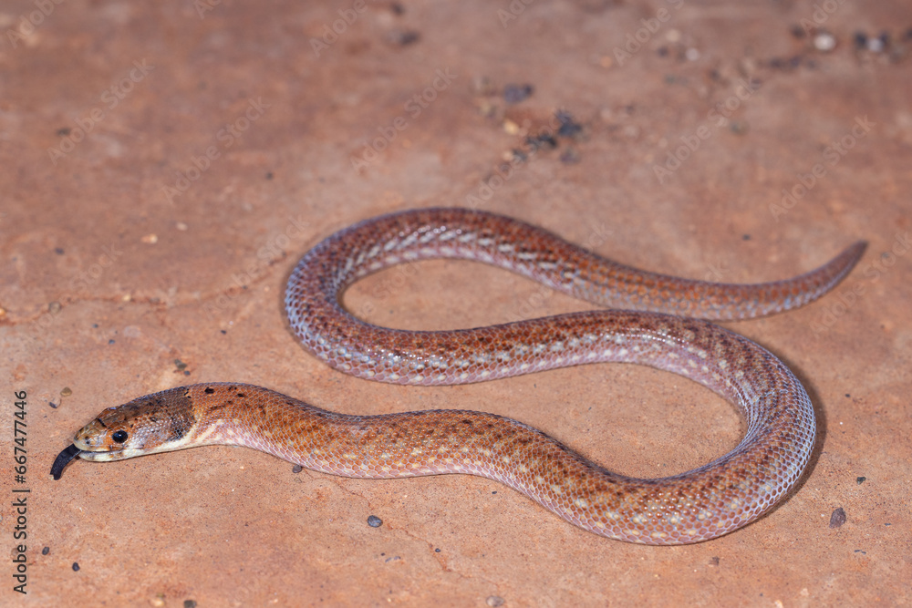 Australian Eastern Hooded Scaly-foot flickering it's tongue Australian Eastern Hooded Scaly-foot flickering it's tongue