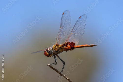 Australian Dragonfly perched on stick