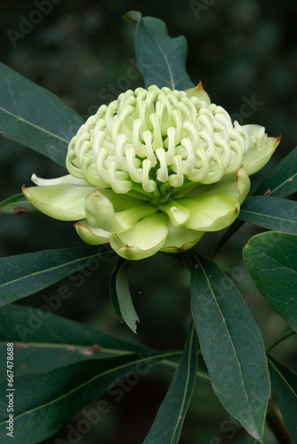 White Waratah 'Wirrimbirra White' (Telopea speciosissima) Cultivar flower.