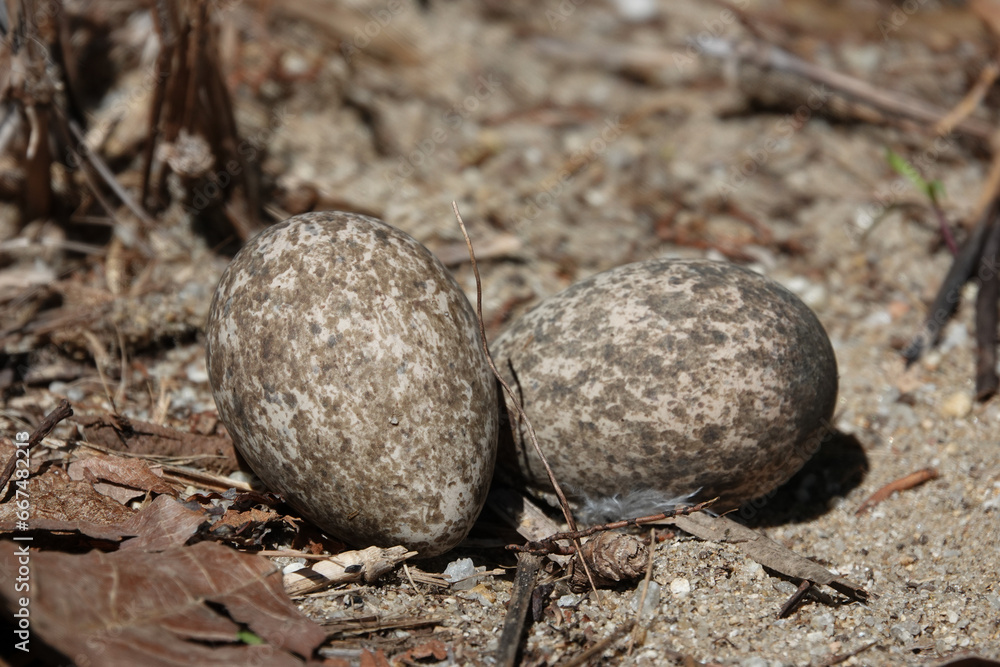 Bush-stone Curlew Eggs in ground nest Bush-stone Curlew Eggs in ground nest