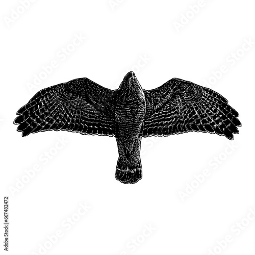 Red-Shouldered Hawk hand drawing vector isolated on background.