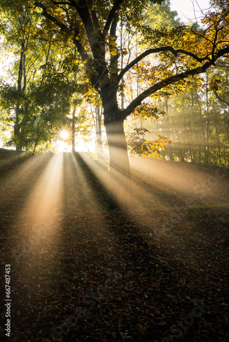 Autumn morning in the park, sunbeams shining through fog and trees 